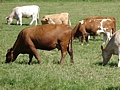 Cows