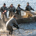 Rybáři při výlovu