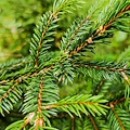 Spruce trees