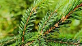 Smrkové větvičky
