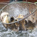 Ryby při výlovu