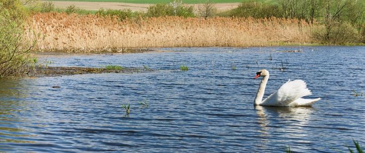 Swan on a pond